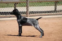 Rocky, a male German Shorthaired Pointer for sale in Rancho Cucamonga, CA – 1 of 7