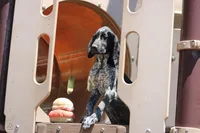 Rocky, a male German Shorthaired Pointer for sale in Rancho Cucamonga, CA – 2 of 7