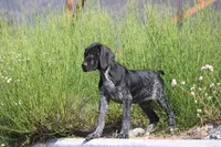 Milo, a male German Shorthaired Pointer for sale in Rancho Cucamonga, CA – 3 of 9