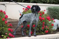 Leo, a male German Shorthaired Pointer for sale in Rancho Cucamonga, CA – 2 of 8