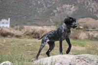 Zoe, a female German Shorthaired Pointer for sale in Rancho Cucamonga, CA – 10 of 10