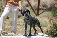 Zoe, a female German Shorthaired Pointer for sale in Rancho Cucamonga, CA – 8 of 10
