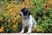 Nala, a female German Shorthaired Pointer for sale in Rancho Cucamonga, CA – 4 of 5