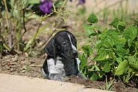 King, a male German Shorthaired Pointer for sale in Rancho Cucamonga, CA – Photo 5 of 6