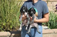 King, a male German Shorthaired Pointer for sale in Rancho Cucamonga, CA – Photo 6 of 6