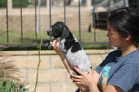 King, a male German Shorthaired Pointer for sale in Rancho Cucamonga, CA – Photo 4 of 6