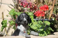 King, a male German Shorthaired Pointer for sale in Rancho Cucamonga, CA – Photo 1 of 6