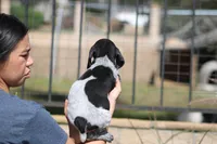 King, a male German Shorthaired Pointer for sale in Rancho Cucamonga, CA – Photo 2 of 6