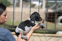 King, a male German Shorthaired Pointer for sale in Rancho Cucamonga, CA – Photo 3 of 6
