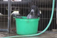 Max, a male German Shorthaired Pointer for sale in Rancho Cucamonga, CA – 6 of 6