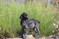 Milo, a male German Shorthaired Pointer for sale in Rancho Cucamonga, CA – 8 of 9
