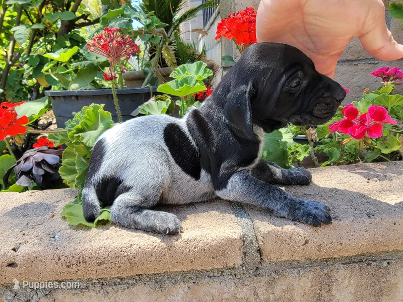 Colt – German Shorthaired Pointer puppy for sale in Rancho Cucamonga, CA