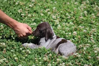 Rocky, a male German Shorthaired Pointer for sale in Rancho Cucamonga, CA – 3 of 10