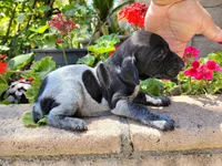Colt, a male German Shorthaired Pointer for sale in Rancho Cucamonga, CA – 4 of 4