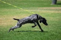 King, a male German Shorthaired Pointer for sale in Rancho Cucamonga, CA – 5 of 10