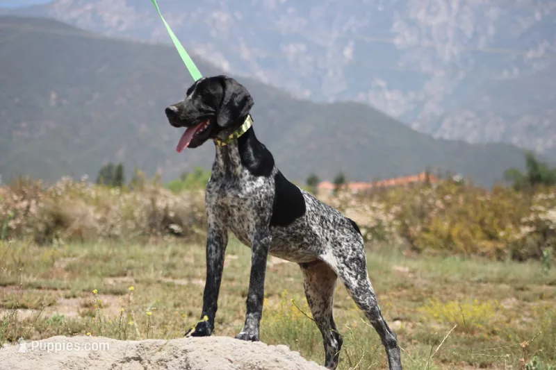 King – German Shorthaired Pointer puppy for sale in Rancho Cucamonga, CA