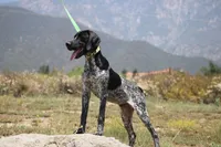 King, a male German Shorthaired Pointer for sale in Rancho Cucamonga, CA – 1 of 10