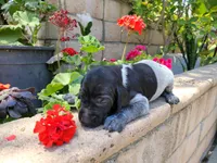 Colt, a male German Shorthaired Pointer for sale in Rancho Cucamonga, CA – 2 of 4