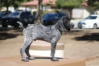 Max, a male German Shorthaired Pointer for sale in Rancho Cucamonga, CA – 5 of 6