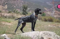 Zoe, a female German Shorthaired Pointer for sale in Rancho Cucamonga, CA – 3 of 10