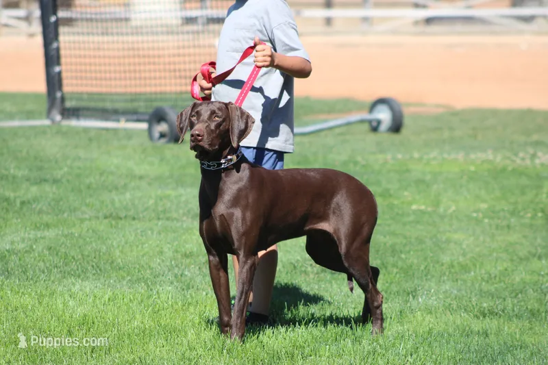 Cocoa – Labrador Retriever puppy for sale in Rancho Cucamonga, CA