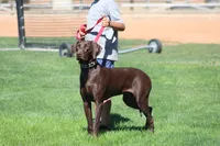 Cocoa, a female Labrador Retriever for sale in Rancho Cucamonga, CA – 1 of 5