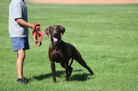 Cocoa, a female Labrador Retriever for sale in Rancho Cucamonga, CA – 2 of 5
