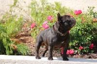Chapo, a male French Bulldog for sale in Rancho Cucamonga, CA – Photo 4 of 6