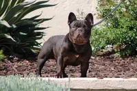 Chapo, a male French Bulldog for sale in Rancho Cucamonga, CA – Photo 2 of 6