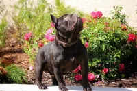 Chapo, a male French Bulldog for sale in Rancho Cucamonga, CA – Photo 5 of 6