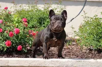 Chapo, a male French Bulldog for sale in Rancho Cucamonga, CA – Photo 3 of 6