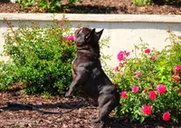 Chapo, a male French Bulldog for sale in Rancho Cucamonga, CA – Photo 6 of 6