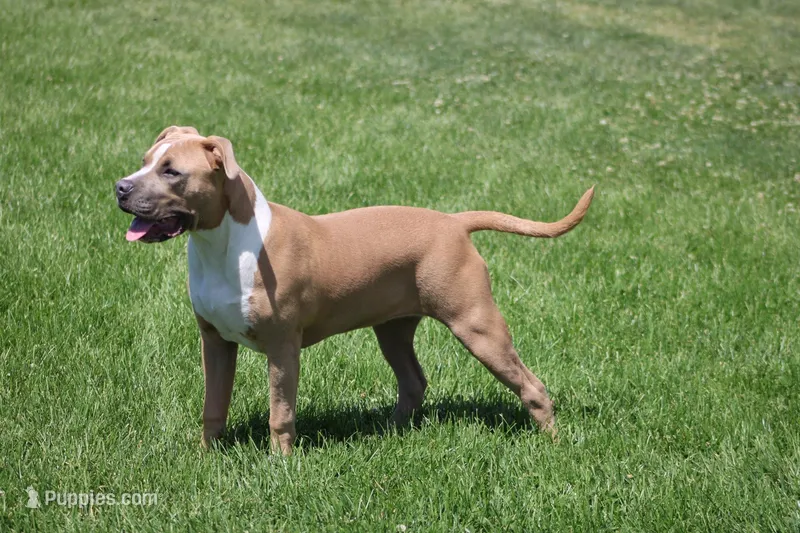 Sweetie  – American Bully puppy for sale in Rancho Cucamonga, CA