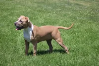 Sweetie , a female American Bully for sale in Rancho Cucamonga, CA – Photo 7 of 10