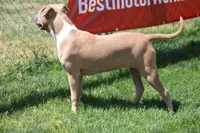 Sweetie , a female American Bully for sale in Rancho Cucamonga, CA – Photo 6 of 10