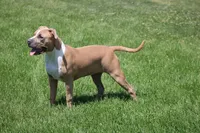 Sweetie , a female American Bully for sale in Rancho Cucamonga, CA – Photo 10 of 10