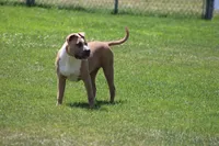 Sweetie , a female American Bully for sale in Rancho Cucamonga, CA – Photo 4 of 10
