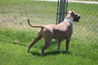 Sweetie , a female American Bully for sale in Rancho Cucamonga, CA – Photo 8 of 10