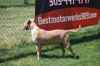 Sweetie , a female American Bully for sale in Rancho Cucamonga, CA – Photo 3 of 10