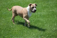 Sweetie , a female American Bully for sale in Rancho Cucamonga, CA – Photo 9 of 10