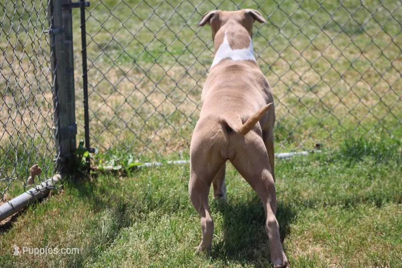 Sweetie , a female American Bully for sale in Rancho Cucamonga, CA – Photo 1 of 10