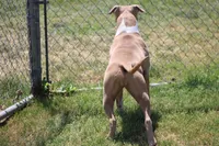 Sweetie , a female American Bully for sale in Rancho Cucamonga, CA – Photo 1 of 10