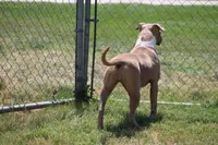 Sweetie , a female American Bully for sale in Rancho Cucamonga, CA – Photo 2 of 10