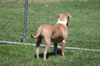 Sweetie , a female American Bully for sale in Rancho Cucamonga, CA – Photo 5 of 10