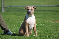 Sweetie , a female American Bully for sale in Rancho Cucamonga, CA – Photo 2 of 3