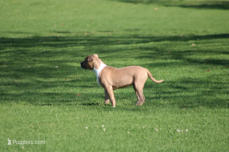 Sweetie  – American Bully puppy for sale in Rancho Cucamonga, CA