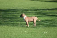 Sweetie , a female American Bully for sale in Rancho Cucamonga, CA – Photo 1 of 3