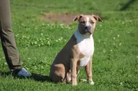 Sweetie , a female American Bully for sale in Rancho Cucamonga, CA – Photo 3 of 3