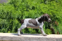 Rocky, a male German Shorthaired Pointer for sale in Rancho Cucamonga, CA – 10 of 10