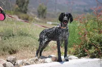 Zoe, a female German Shorthaired Pointer for sale in Rancho Cucamonga, CA – 9 of 10
